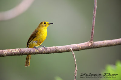 Yellow Browed Bulbul