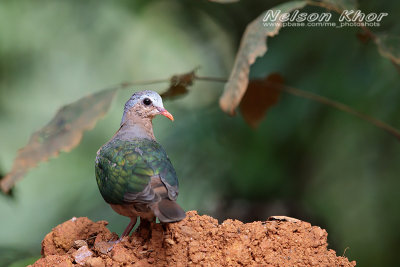 Emerald Dove