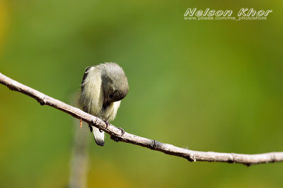 Pale Billed Flowerpecker
