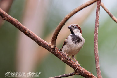 House Sparrow