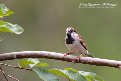 House Sparrow