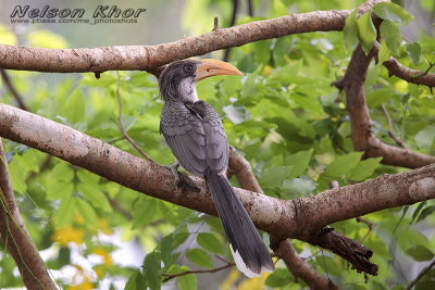 Sri Lanka Grey Hornbill