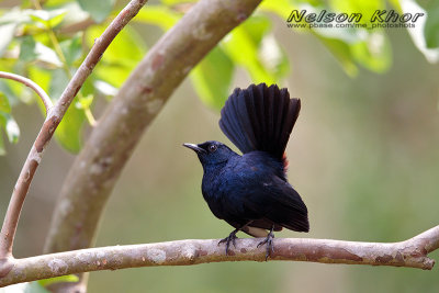 Indian Robin