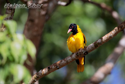 Black Hooded Oriole