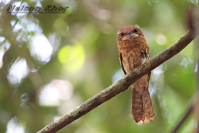 Gould's frogmouth