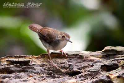 White Chested Babbler