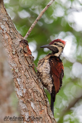 Red Backed Flameback