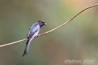 White Bellied Drongo