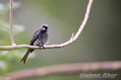 White Bellied Drongo