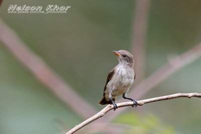 Thick Billed Flowerpecker