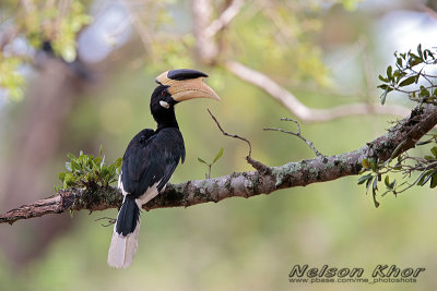 Malabar Pied Hornbill