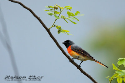 Small Minivet