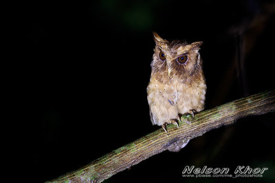 Reddish Scops Owl