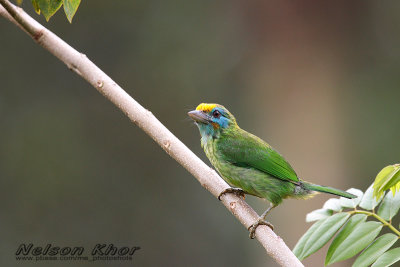 Yellow Fronted Barbet