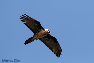 Bearded Vulture.jpg