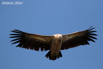 Himalayan Vulture.jpg