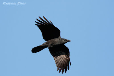 Large Billed Crow.jpg