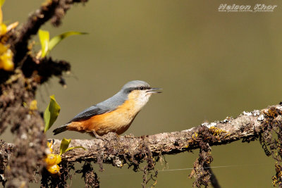 White Tailed Nuthatch.jpg