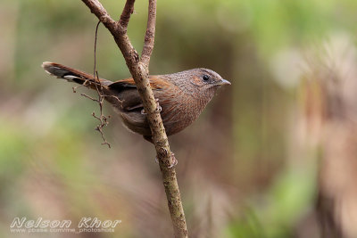 Streaked Laughingthrush