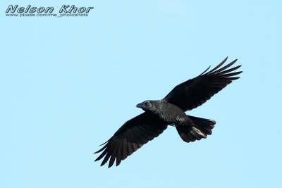 Large Billed Crow