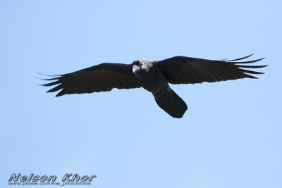 Raven