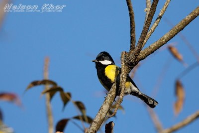 Green Backed Tit