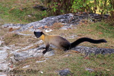 Yellow Throated Marten