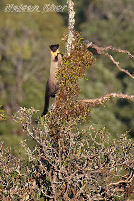 Yellow Throated Marten