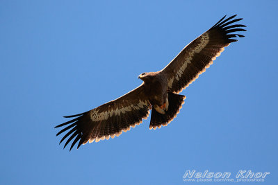 Steppe Eagle