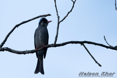 Black Bulbul