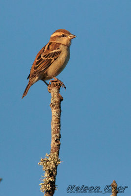 Russet Sparrow