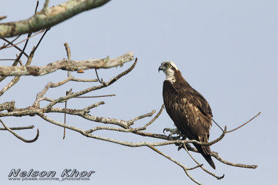 Ospreys