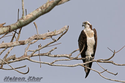 Ospreys