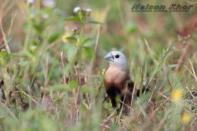 White Headed Munia