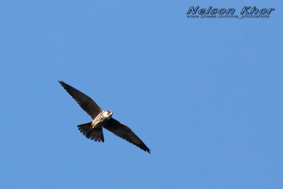 Eurasian Hobby