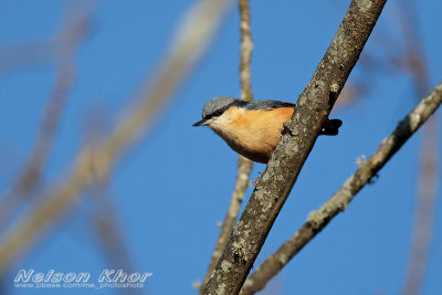 White Tailed Nuthatch