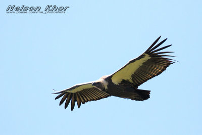 White Rumped Vulture