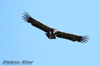 Red Headed Vulture