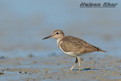 Common Sandpiper