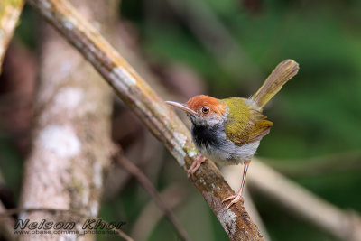 Dark Necked Tailorbird