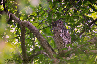 Brown Fish Owl