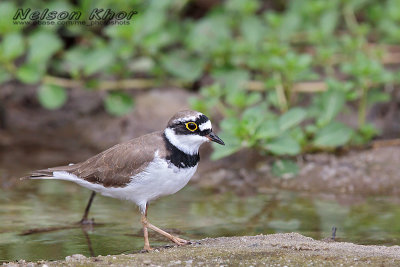 Little Ringed Plover