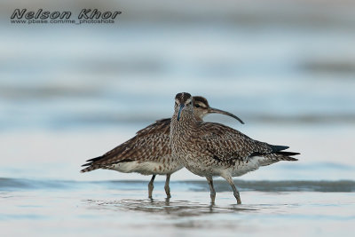 Whimbrel