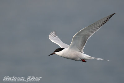 Common Tern