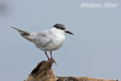 Whiskered Tern