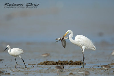 Great Egret