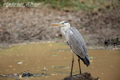 Grey Heron