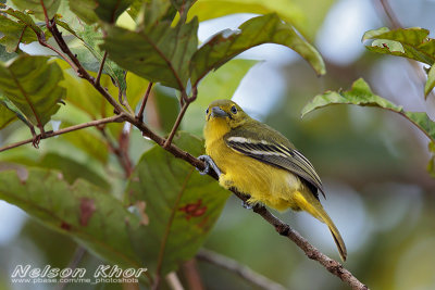 Common Iora