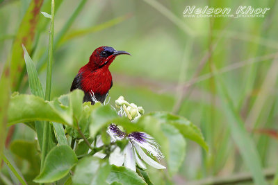 Crimson Sunbird