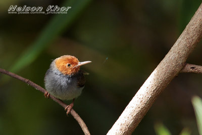 Ashy Tailorbird